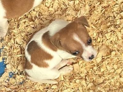 Jack Russell puppies in Tipperary