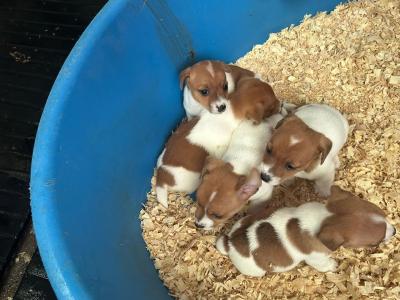 Jack Russell puppies in Tipperary