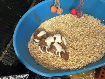 Jack Russell puppies in Tipperary