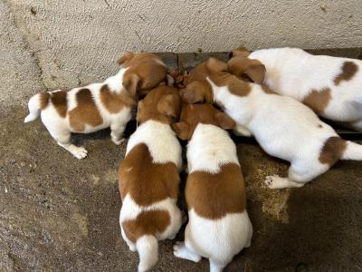 Jack Russell puppies in Tipperary