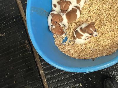 Jack Russell puppies in Tipperary