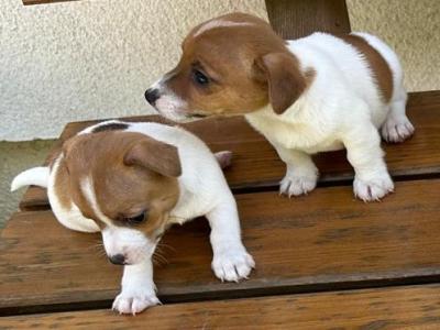 Jack Russell puppies in Tipperary