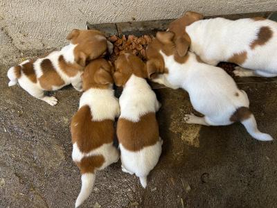 Jack Russell puppies in Tipperary