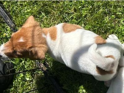 Jack Russell puppies in Tipperary