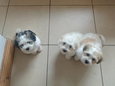 Stunning Coton Du Tuluer/Maltese Bewier puppies in Kerry