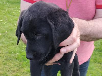 IKC Reg Labrador puppies in Kilkenny