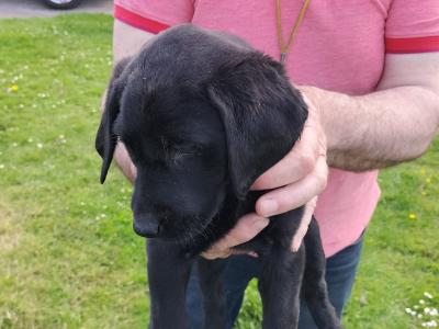 IKC Registered Labrador puppies in Kilkenny