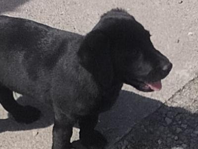 IKC Reg Labrador puppies in Kilkenny