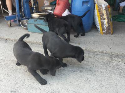 IKC Reg Labrador puppies in Kilkenny