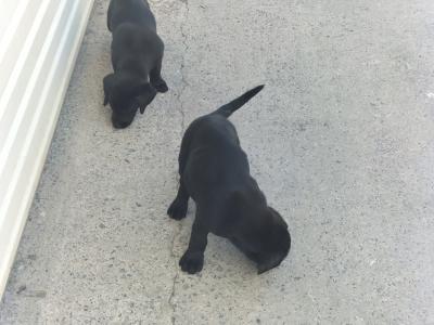 IKC Reg Labrador puppies in Kilkenny