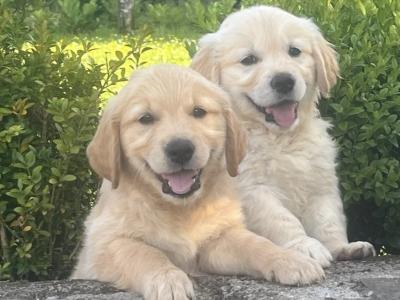 Beautiful IKC Registered Golden Retriever puppies -From Established Breeder in Boyle, Co. Roscommon