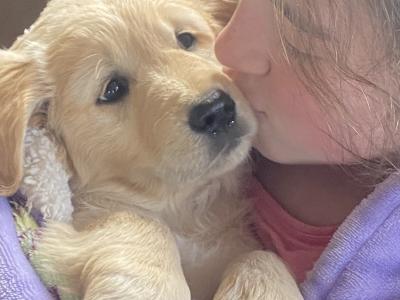 Beautiful IKC Registered Golden Retriever puppies -From Established Breeder in Boyle, Co. Roscommon