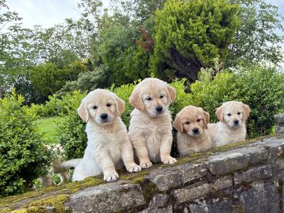 Beautiful IKC Registered Golden Retriever puppies -From Established Breeder in Boyle, Co. Roscommon