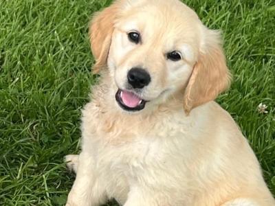 Beautiful IKC Registered Golden Retriever puppies -From Established Breeder in Boyle, Co. Roscommon