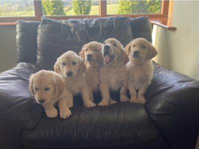 Beautiful IKC Registered Golden Retriever puppies -From Established Breeder in Boyle, Co. Roscommon