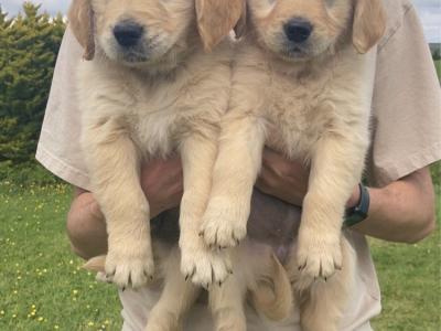 Beautiful IKC Registered Golden Retriever puppies -From Established Breeder in Boyle, Co. Roscommon