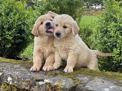 Beautiful IKC Registered Golden Retriever puppies -From Established Breeder in Boyle, Co. Roscommon