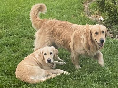 Beautiful IKC Registered Golden Retriever puppies -From Established Breeder in Boyle, Co. Roscommon