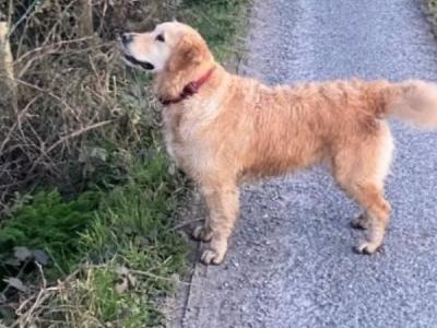Beautiful IKC Registered Golden Retriever puppies -From Established Breeder in Boyle, Co. Roscommon
