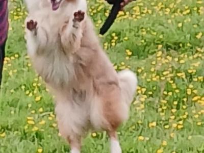 Merle Border Collie puppies in Galway