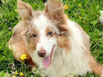Merle Border Collie puppies in Galway