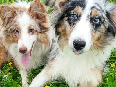 Merle Border Collie puppies in Galway
