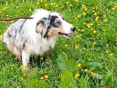 Merle Border Collie puppies in Galway