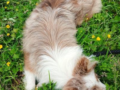 Merle Border Collie puppies in Galway