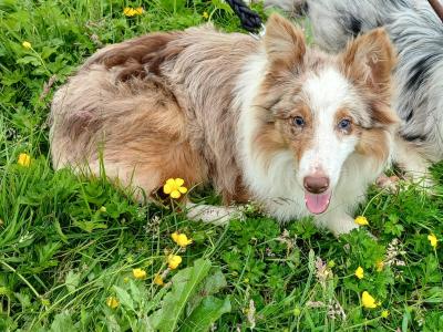 Merle Border Collie puppies in Galway