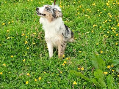 Merle Border Collie puppies in Galway