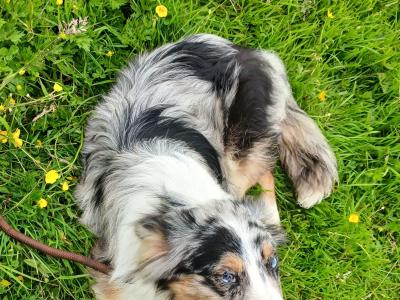 Merle Border Collie puppies in Galway