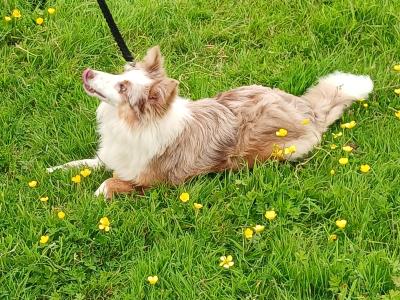 Merle Border Collie puppies in Galway