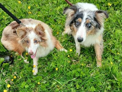 Merle Border Collie puppies in Galway