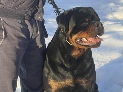 Rottweiler for sale