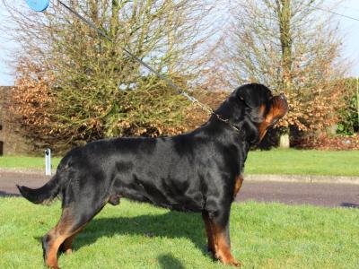 Rottweiler for sale