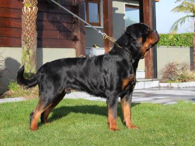 Rottweiler for sale