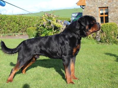 Rottweiler for sale