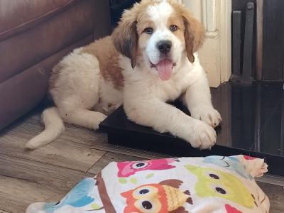 Bernese Mountain Dog x St Bernard puppy in Cork