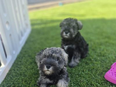 All reserved!!! Miniature Schnauzer puppies (parents Health Tested & Clear)
