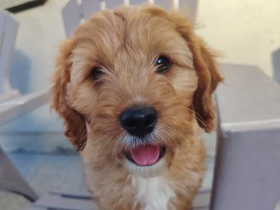 Adorable male Cavapoo puppy in Cork