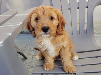 Adorable male Cavapoo puppy in Cork