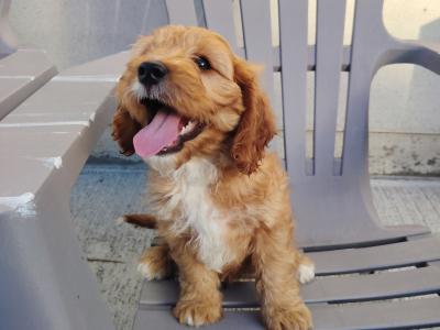 Adorable male Cavapoo puppy in Cork