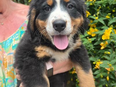 4 beautiful 😍 purebred female Bernese Mountain Dog 🐶 puppies in Cork