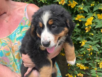 4 beautiful 😍 purebred female Bernese Mountain Dog 🐶 puppies in Cork