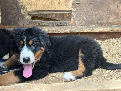 4 beautiful 😍 purebred female Bernese Mountain Dog 🐶 puppies in Cork