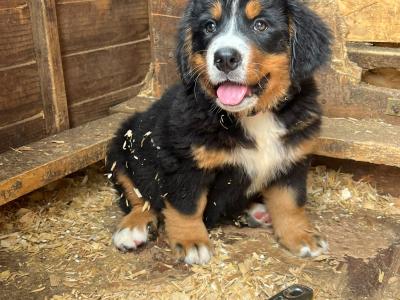 4 beautiful 😍 purebred female Bernese Mountain Dog 🐶 puppies in Cork
