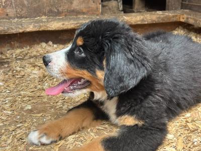 4 beautiful 😍 purebred female Bernese Mountain Dog 🐶 puppies in Cork
