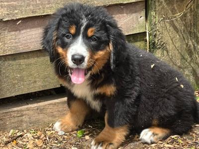 4 beautiful 😍 purebred female Bernese Mountain Dog 🐶 puppies in Cork