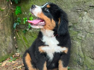 4 beautiful 😍 purebred female Bernese Mountain Dog 🐶 puppies in Cork