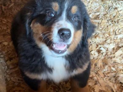 4 beautiful 😍 purebred female Bernese Mountain Dog 🐶 puppies in Cork